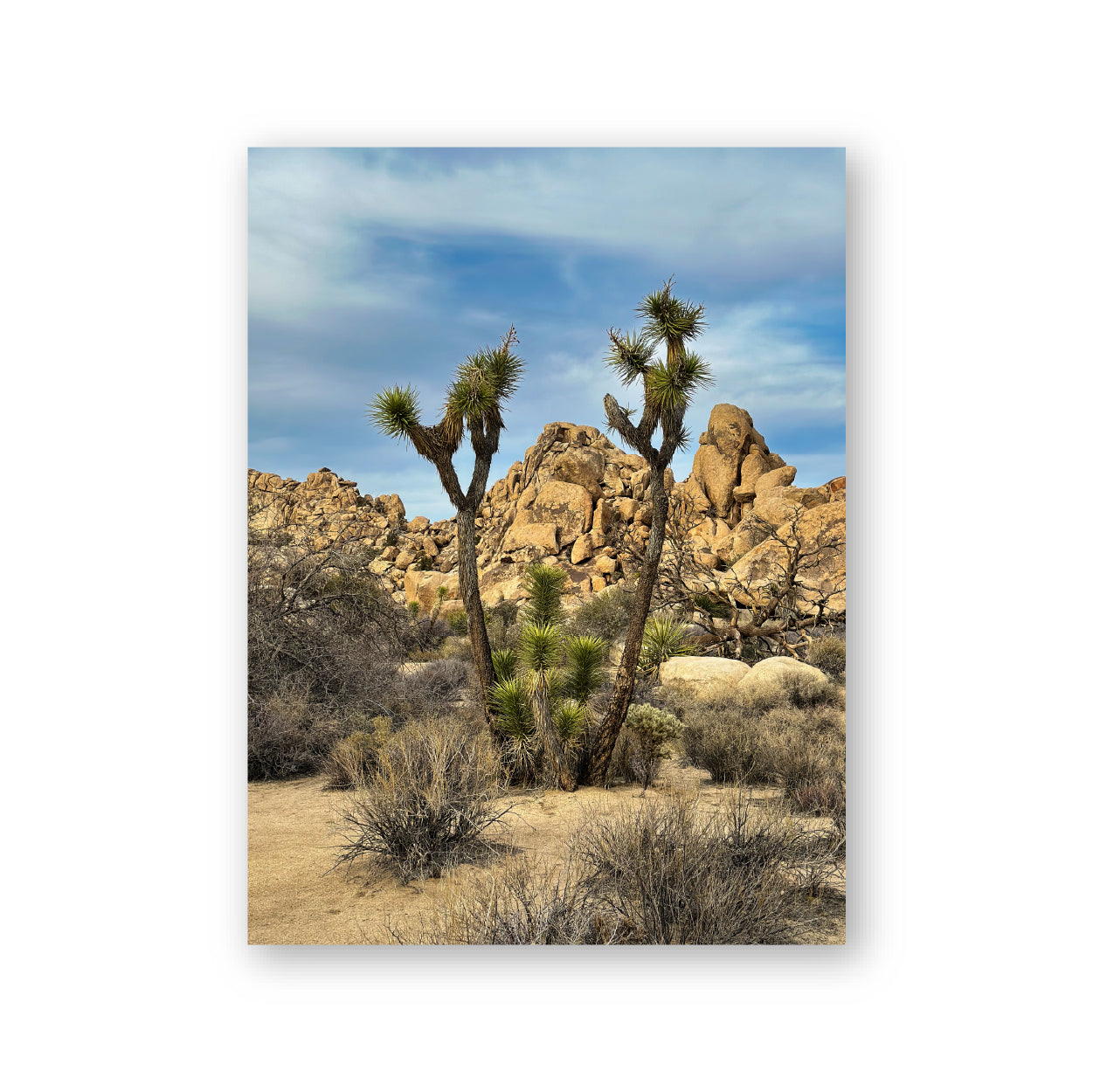 Joshua Tree 01