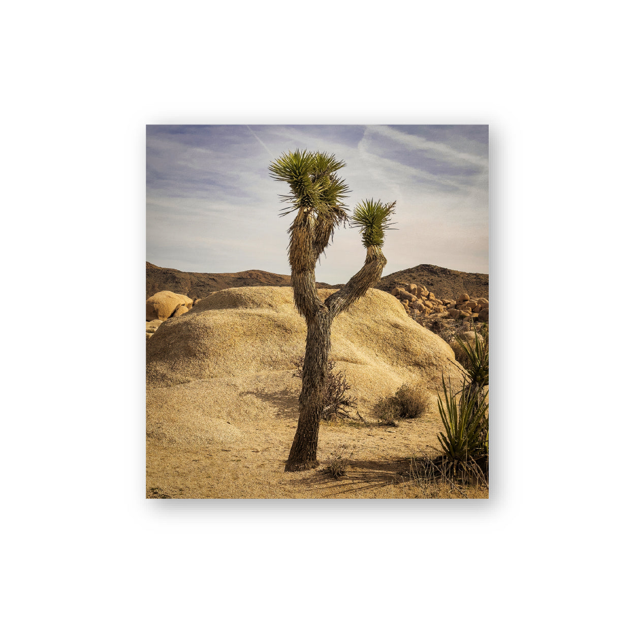 Joshua Tree 03